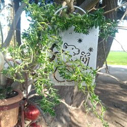 Planta Colbable Chisme Y Otro Captus