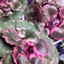 4” Pot Size: Variegated Strawberry Begonia ‘Saxifraga Stolonifera’; $12 Each