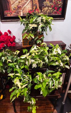 Sygonium Albo Plants