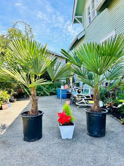 $129 each beautiful windmill Palm