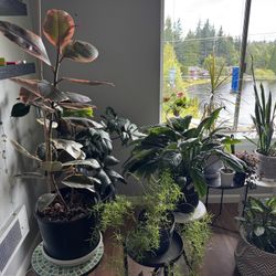 Moving Sale - Variety Plants W Pots & Cuttings, Prices Vary By Size And Pots