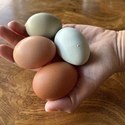 Fresh Eggs 