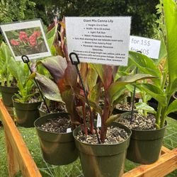 Giant Mix Canna Lily