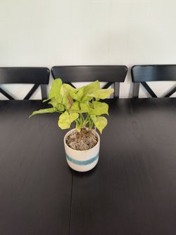 1-4"- Syngonium gold & ceramic container
