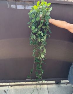 6” Scindapsus silver satin