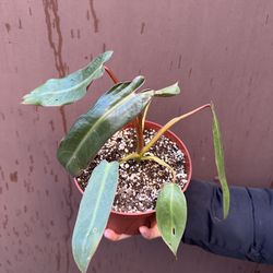 6” philodendron spiritus sancti