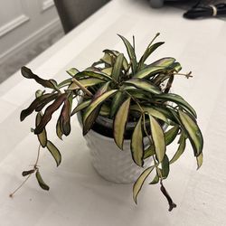 Hoya variegated wayettii, FREE