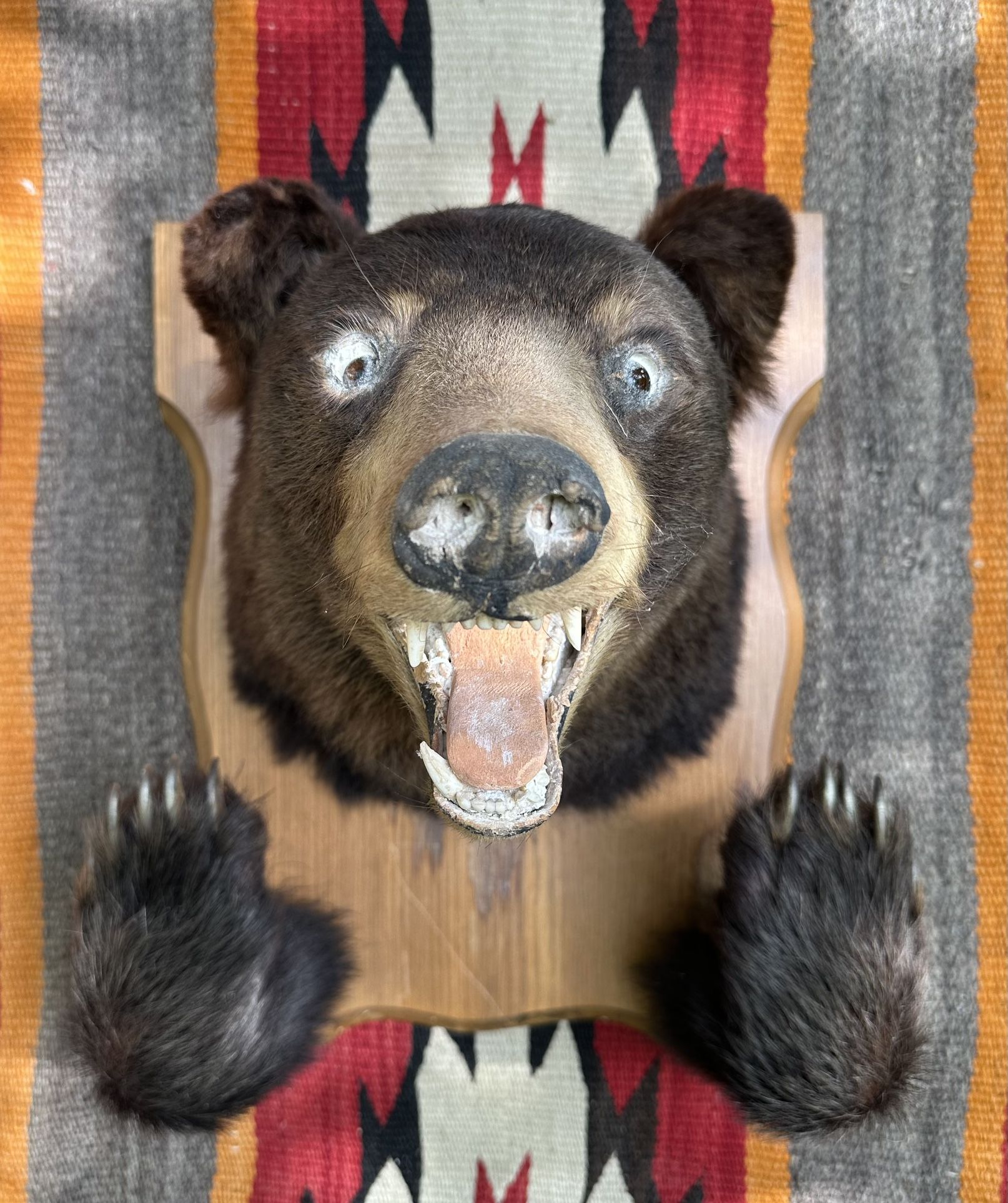 Brown bear taxidermy head & paws vintage mount