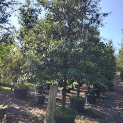 20 Ft Tall Live Oak Trees Delivered And Planted