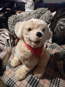 Percy the loyal companion