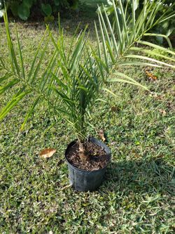 Sylvester Palms
