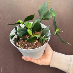 6” hoya polyneura