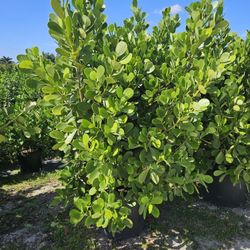 clusias  Over 7 feet tall  , 5 feet wide  Instant Privacy Hedge For Fence 