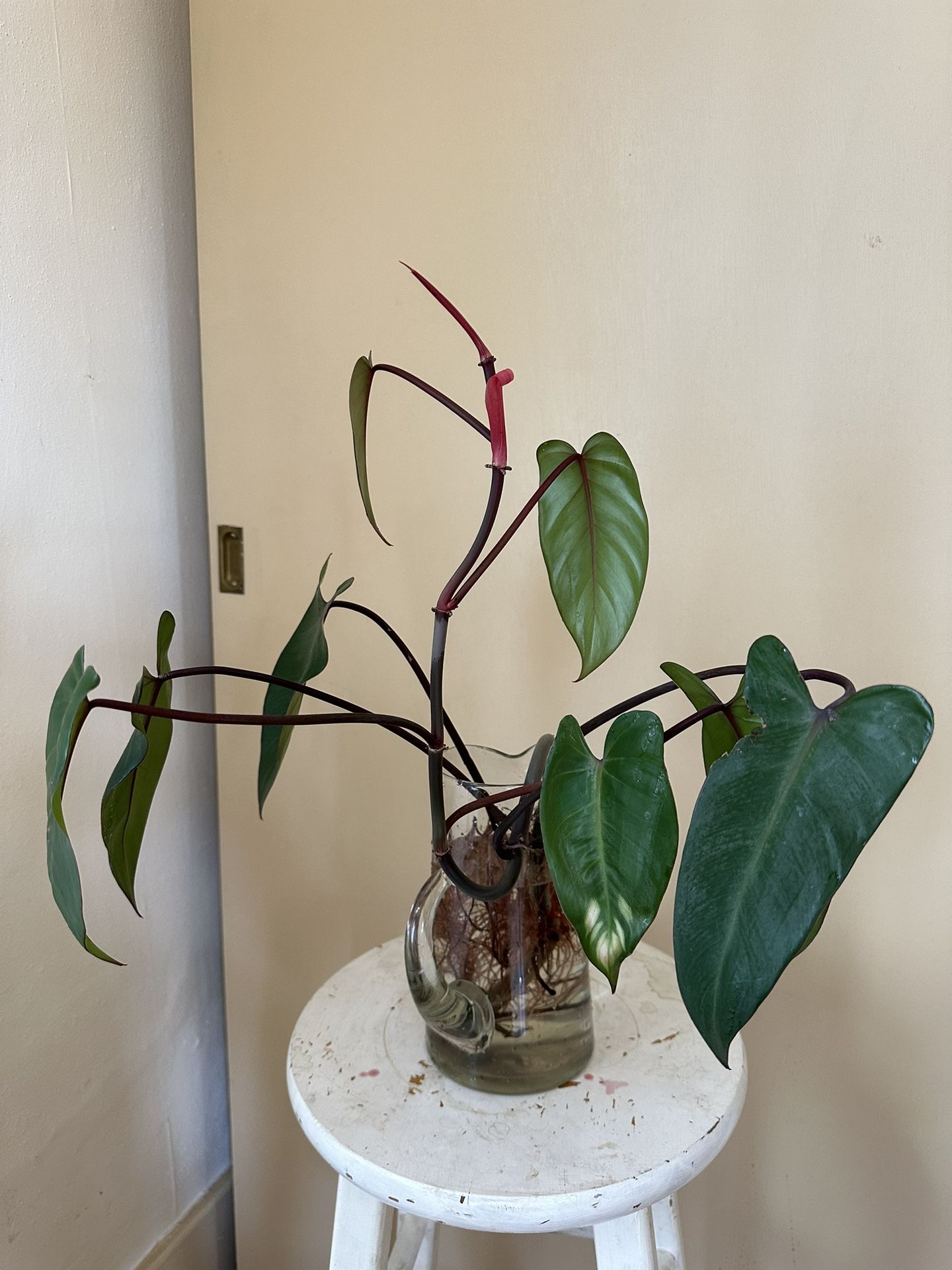care for philodendron white knight Philodendron White Knight | Houseplants for Delivery