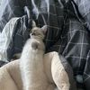Katy