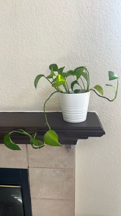 Pothos Plant in White Ribbed Pot