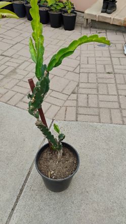 Pitaya Dragon Fruit