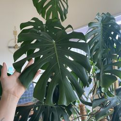 Monstera Plant CLIPPINGS 