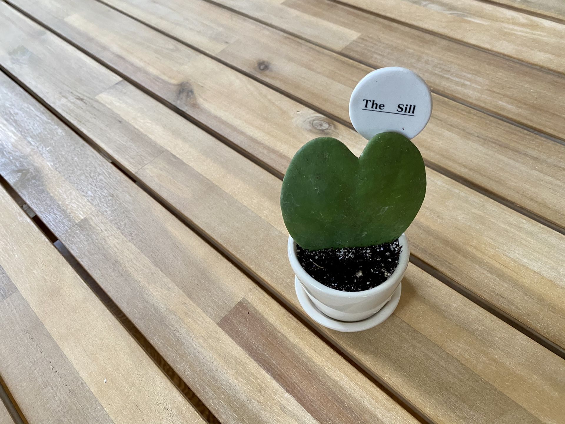 The Sill Hoya Heart Plant with Ceramic Pot and Dish