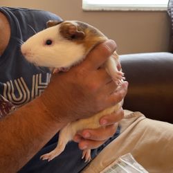 Se Regala Con Jaula Y Todo