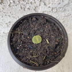3 Inch Pot Lithops Pseudotruncatella Succulent Plant - Green Living Stone - Rock Plant - Rooted &  Established - Drought Resistant - 🪨🪴❤️