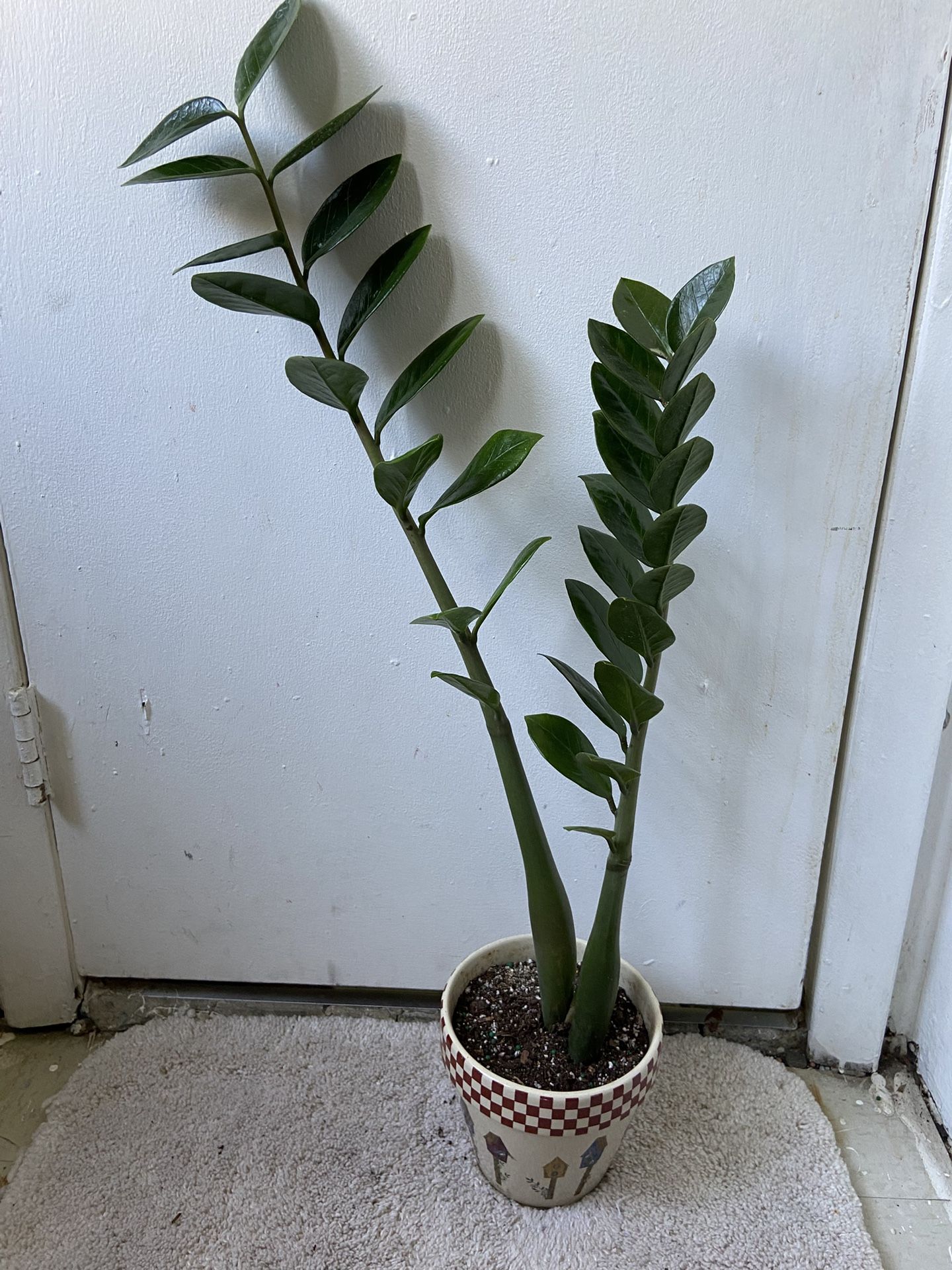 ZZ Plant With Ceramic Pot