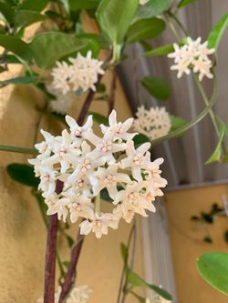 Australis Hoya plant