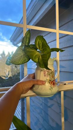 BUY ONE JAR - GET ONE FREE Plant Cuttings