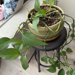 $15 Trailing Thriving Pothos in Ceramic Pot 🌿
