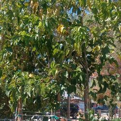 Mulberry Tree.