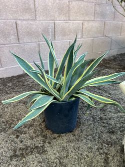 Agave & Aloe Vera plants