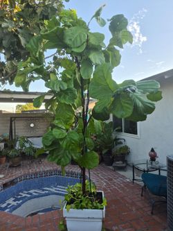 More than 7feet tall indoor/outdoor plant