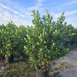 Huge Clusias Over 6 Feet Tall Instant Privacy Hedge For Fence