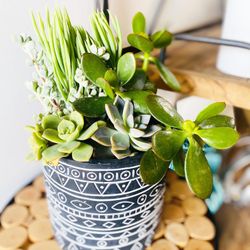 Succulent Plant