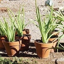 Aloe Vera Plants In Pot $4 Each