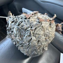 Genuine NATURAL WASP HIVE/nest