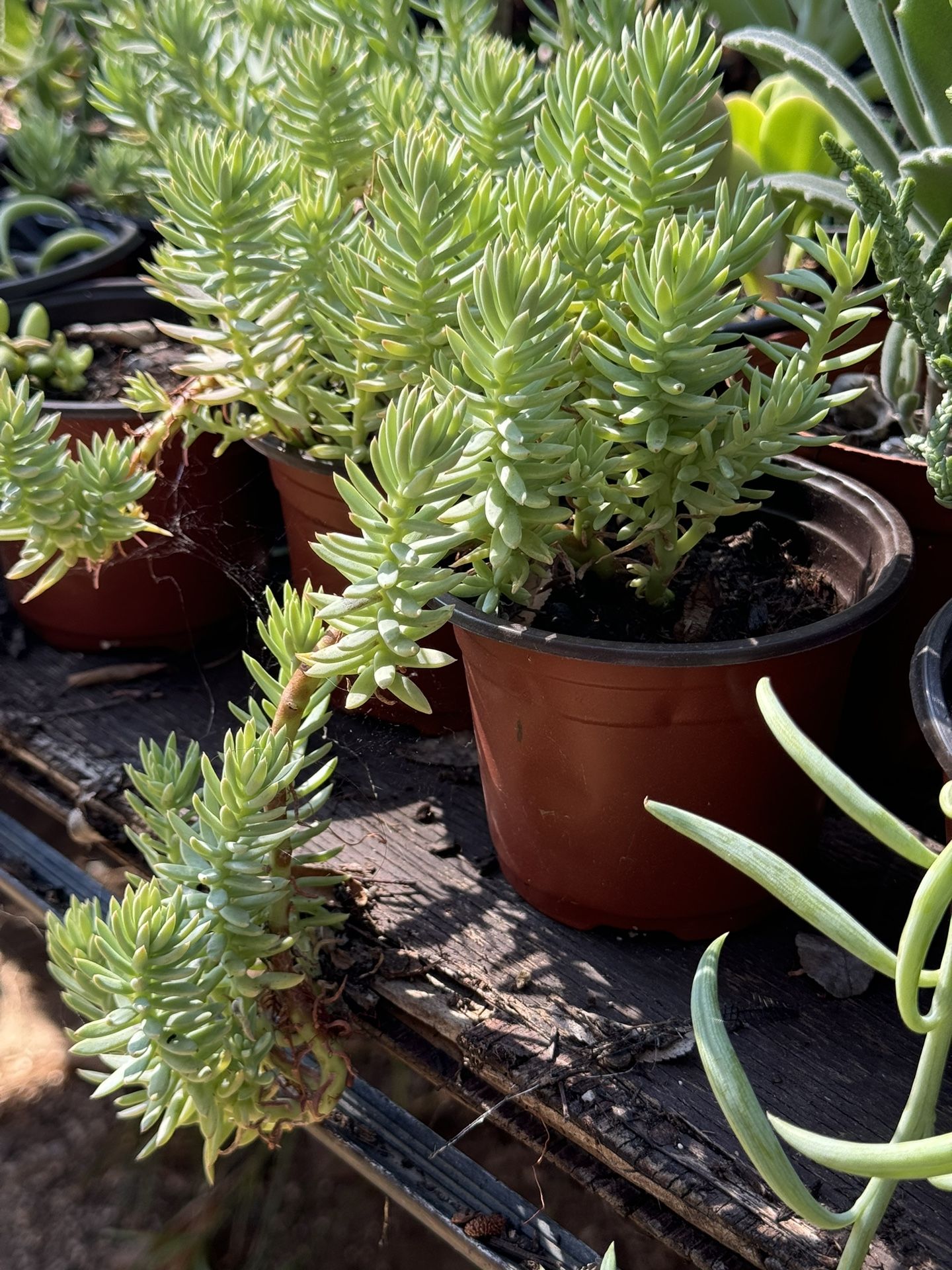 Succulents Plants 4”pot