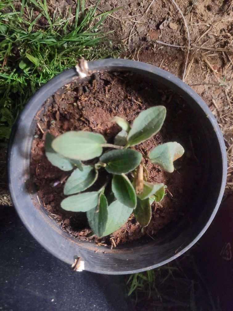 Black Eye Susan $5per Pot