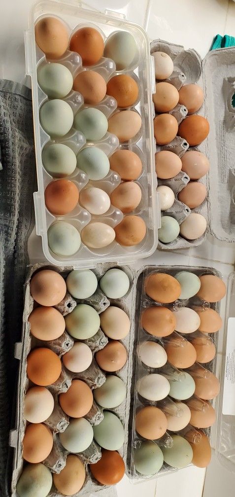 Fresh Farm Eggs 