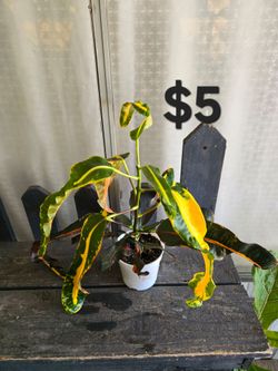 4" Croton Plant