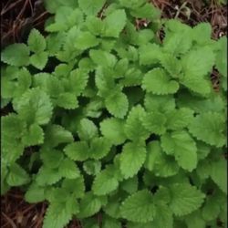 Outdoor/Indoor Herb - LEMON BALM