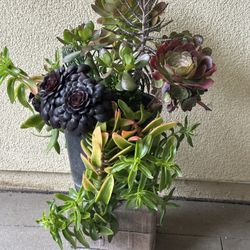 Assorted Succulent Plants 