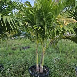 Crhistmas Palms Adonidias Tall Full Green  Fertilized  Ready For Planting Instant Privacy Hedge  Same Day Transportation 