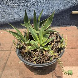 Succulent $5