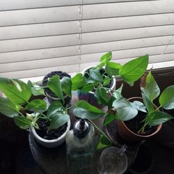 Indoor Vine Plants 