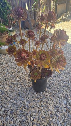 Succulents