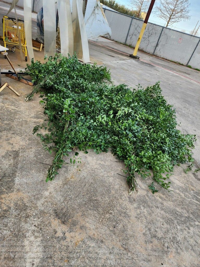 Tx Southern Smilax