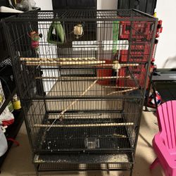 Bird Cage