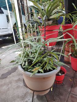 Fern plant