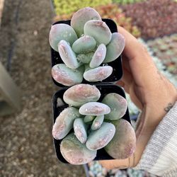 Pachyveria Frevel Succulents 
